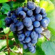 Саженец виноград Сфинкс (привитый)